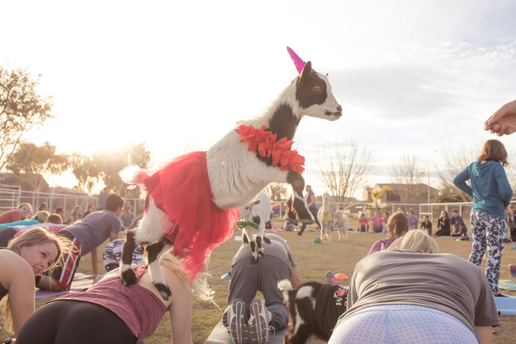 goat jumping red tutu high res